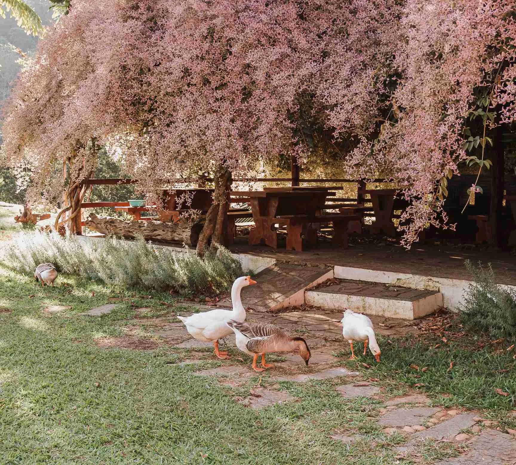 Jardins da Propriedade